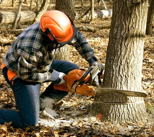 Tree Removal in Montezuma, KS